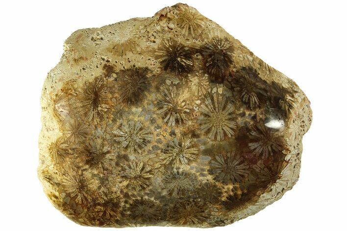 Polished Fossil Coral Head - Indonesia #210915
